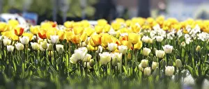 Deserted Flower Shop Prints: Spring concept of the celebration
