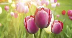 Vernal Flower Arrangement Prints: Spring concept of the celebration