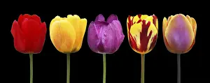 Flower Bouquet Decoration Prints: Spring concept of the celebration
