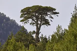 Greek Countryside Scenery Prints: Spring in Crete, giant pine (maxilla)