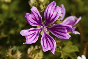 Southeast Europe Flowers Prints: Spring in Crete, macro, single flower