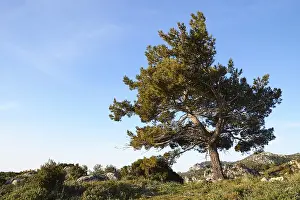 Southeastern Europe Landscape Prints: Spring in Crete, pine (maxilla)