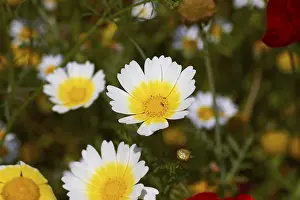Southeast Europe Nature Prints: Spring in Crete, spring meadow