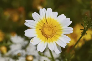 Southeast Europe Nature Scenes Prints: Spring in Crete, spring meadow