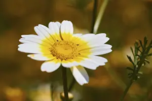 Close Up Nature Shots Prints: Spring in Crete, spring meadow