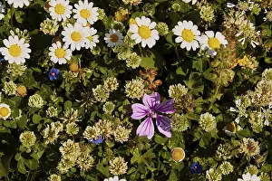 Southeast Europe Nature Prints: Spring in Crete, spring meadow close