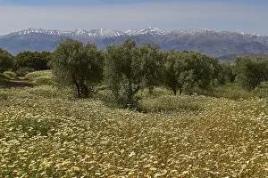 White Mountains Greece Prints: Spring in Crete, Spring meadows