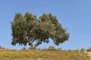 Olive Tree Greece Prints: Spring in Crete, Spring meadows