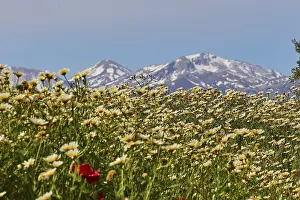 Archeological Sites Europe Prints: Spring in Crete, Spring meadows