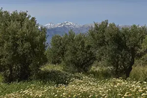 White Mountains Greece Prints: Spring in Crete, Spring meadows