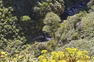 West Crete Landscape Prints: Spring in Crete, trees, shrubs