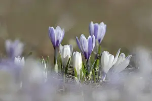 Early Flowering Plant Prints: Spring crocus (Crocus albiflorus)