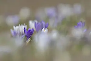 Early Flowering Plant Prints: Spring crocus (Crocus albiflorus)