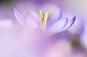 Iridaceae Plant Species Prints: Spring Crocus (Crocus vernus)