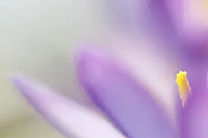 Spring Flower Macro Prints: Spring Crocus (Crocus vernus)