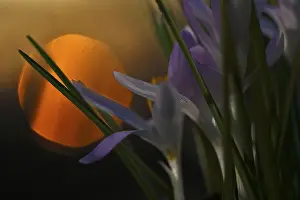 Spring Flower Germany Prints: Spring crocus (Crocus vernus), backlit flower