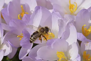 Daytime Nature Photography Prints: Spring Crocus (Crocus vernus), Bee (Apoidae)