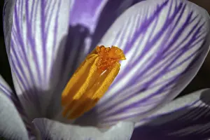 Close Up Crocus Blossom Prints: Spring crocus (Crocus vernus), flower