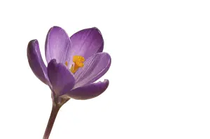 Lilac Blossom Details Prints: Spring crocus (Crocus vernus hyb.)