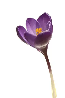 Close Up Macro Shot Prints: Spring crocus (Crocus vernus hyb.)