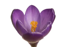 Spring Crocus Prints: Spring crocus (Crocus vernus hyb.)