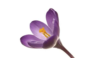Close Up Macro Shot Prints: Spring crocus (Crocus vernus hyb.)