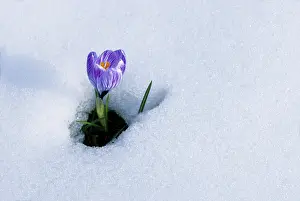 Upper Bavaria Landscapes Prints: Spring Crocus (Crocus vernus) in the snow