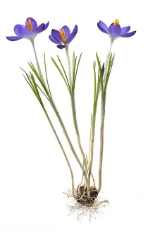 Spring Crocus Prints: Spring crocus (Crocus vernus) on white ground