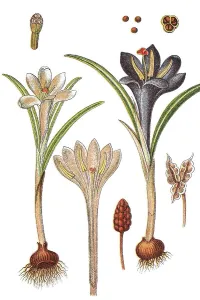 Giant Crocus Prints: Spring Crocus, Giant Crocus (Crocus vernus)