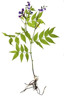 German Federal Republic Plant Prints: Spring Flat Pea (Lathyrus vernus)
