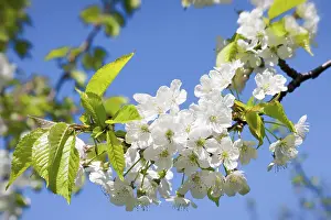 Spring Flowers Prints: Spring flowers