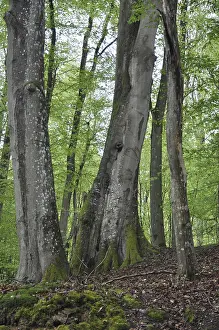 Beech Tree Forest Prints: Spring forest, forest, nature, beech