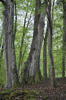 Fagaceae Family Trees Prints: Spring forest, forest, nature, beech