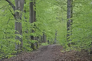 Forest Scenery Prints: Spring forest, forest, nature, beech