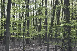 Countryside Scenery Prints: Spring forest, forest, nature, beech