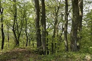 Fagaceae Family Trees Prints: Spring forest, forest, nature, beech