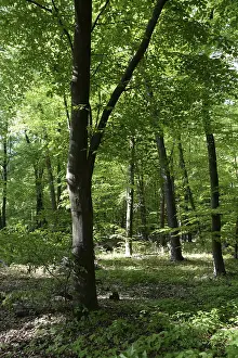 Spring Landscape Prints: Spring forest, forest, nature, beech