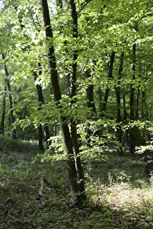 Spring Landscape Prints: Spring forest, forest, nature, beech