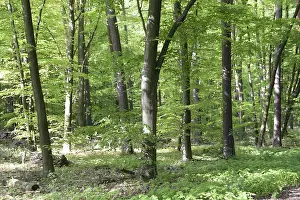 Spring Landscape Prints: Spring forest, forest, nature, beech