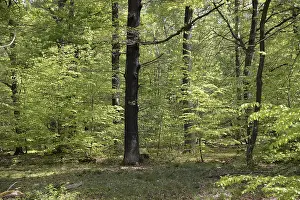 Spring Landscape Prints: Spring forest, forest, nature, beech