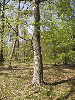 Spring Landscape Prints: Spring forest, forest, nature, beech