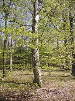 Spring Landscape Prints: Spring forest, forest, nature, beech