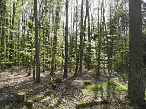 Spring Landscape Prints: Spring forest, forest, nature, beech