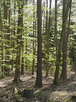 Spring Landscape Prints: Spring forest, forest, nature, beech
