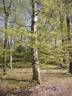 Spring Landscape Prints: Spring forest, forest, nature, beech