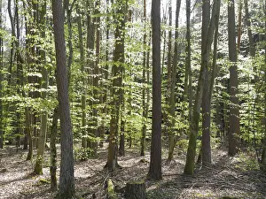 Spring Landscape Prints: Spring forest, forest, nature, beech
