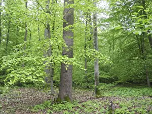Spring Landscape Prints: Spring forest, forest, nature, beech