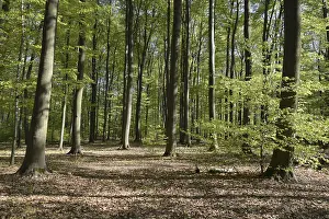 Spring Forest Print - Beech Trees in Bloom