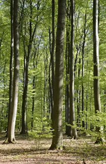 Spring Landscape Prints: Spring forest, forest, nature, beech