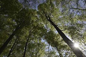 Beech Tree Landscape Photo Prints: Spring forest, forest, nature, beech